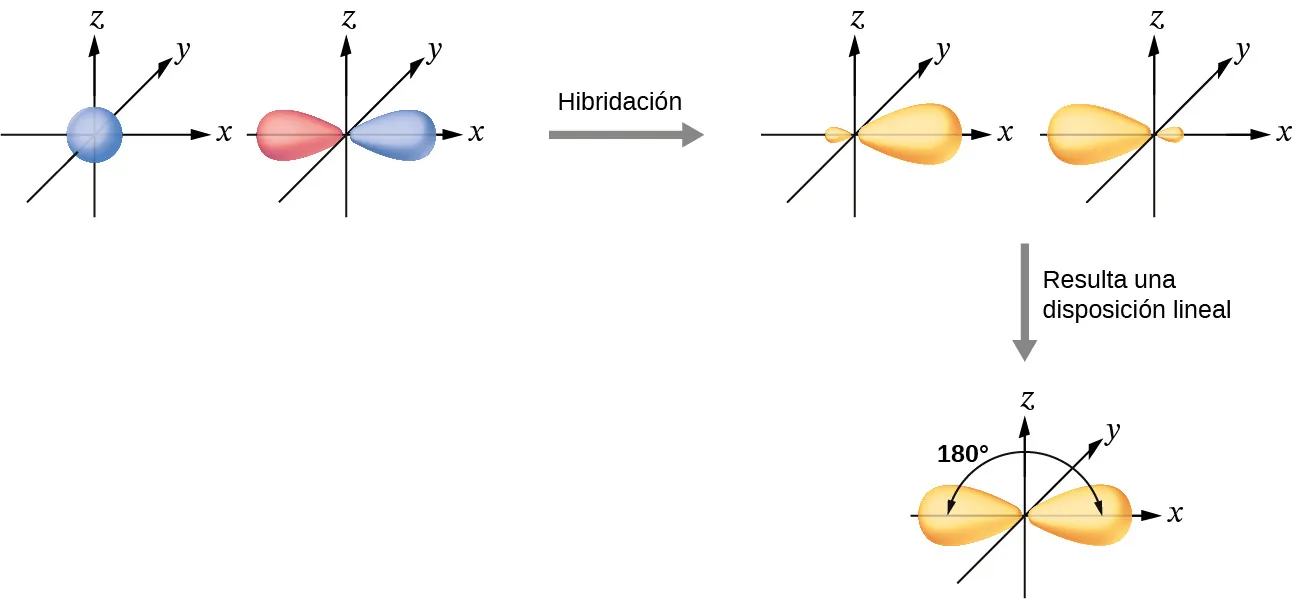 Se muestra una serie de tres diagramas conectados por una flecha que mira hacia la derecha y que está marcada como "Hibridación" y una flecha que mira hacia abajo y que está marcada como "Da un arreglo lineal". El primer diagrama muestra un orbital esférico azul y un orbital rojo con forma de maní, cada uno situado en un sistema de ejes X, Y, Z. El segundo diagrama muestra los mismos dos orbitales, pero ahora son de color púrpura y tienen un lóbulo más grande y otro más pequeño. Cada uno de ellos se encuentra a lo largo del eje x en el dibujo. El tercer diagrama muestra los mismos dos orbitales, pero sus lóbulos más pequeños ahora se superponen a lo largo del eje x, mientras que sus lóbulos más grandes están situados y marcados a "180 grados" el uno del otro.