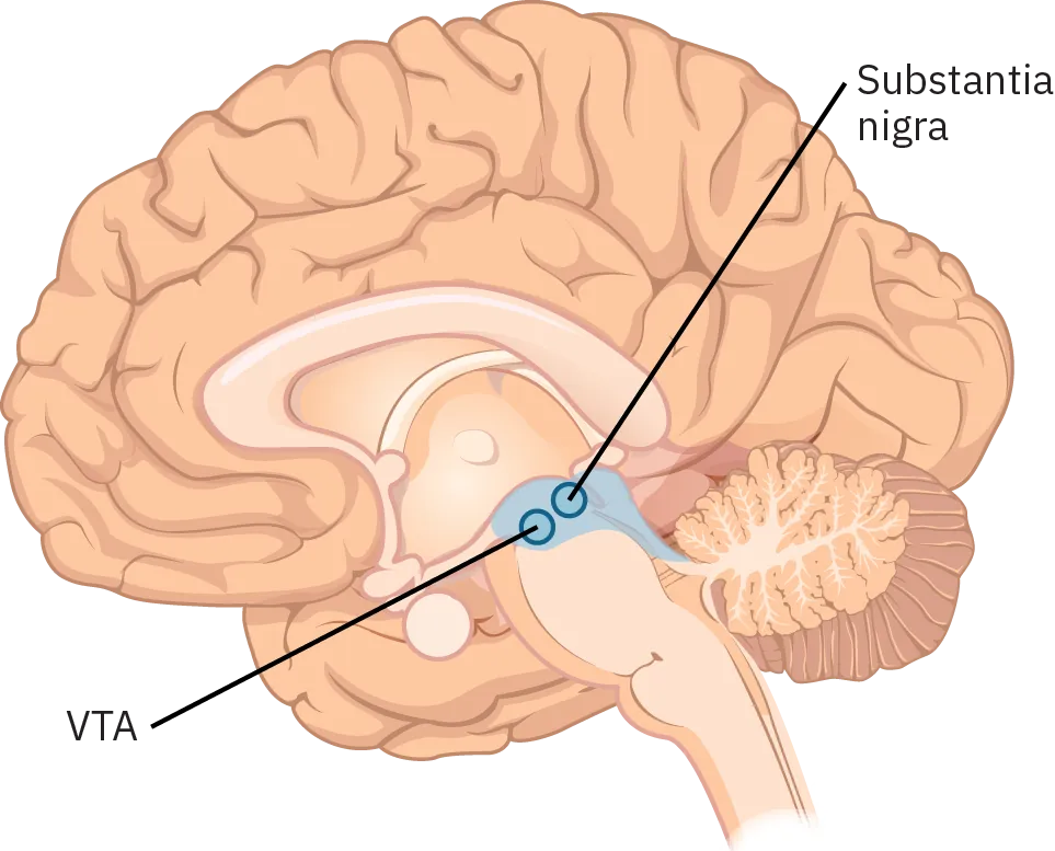 A diagram of a human brain shows the location of the substantia nigra and V T A in the midbrain.