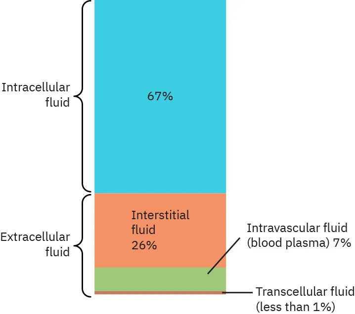 A bar representing fluids within the body. The bar includes approximations of two different categories of fluid: Intracellular fluid (67%) and Extracellular fluid (33+%). The extracellular fluid is made up of interstitial fluid (26%), intravascular fluid (blood plasma (7%), and transcellular fluid (less than 1%).