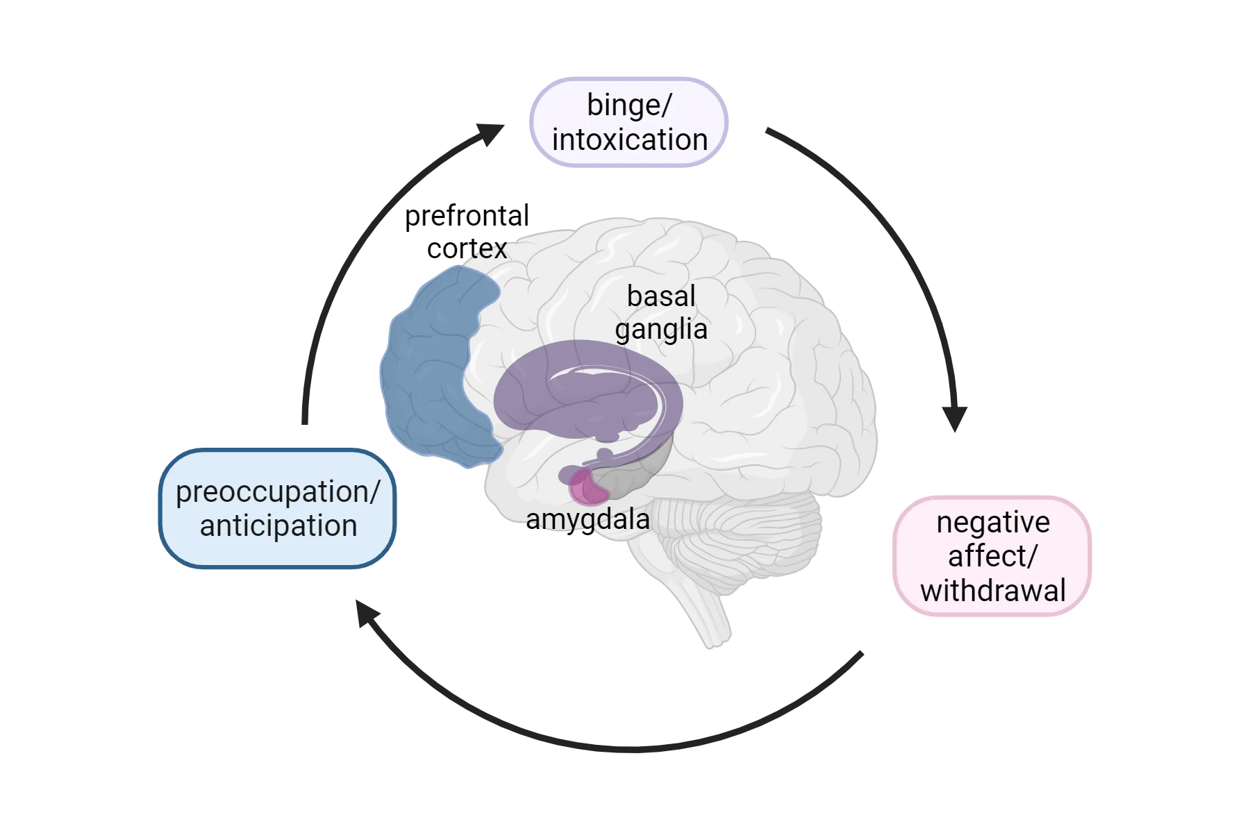 An image of a human brain with basal ganglia and amygdala shown in the middle and prefrontal cortex in the frontal lobe. Surrounding the brain are arrows indicating a cycle from binge/intoxication to negative affect/withdrawal to preoccupation/anticipation.