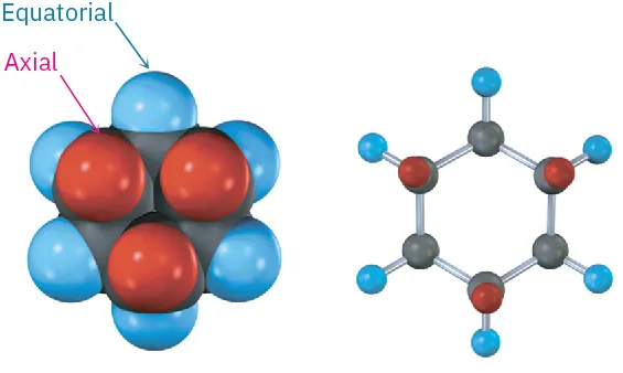 The space-filling model and ball and stick model of cyclohexane with alternate axial and equatorial positions, represented by red and blue spheres, respectively.
