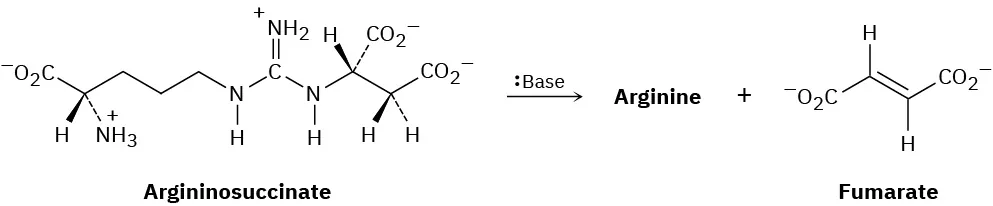 The reaction of argininosuccinate in the presence of base forms arginine and fumarate.