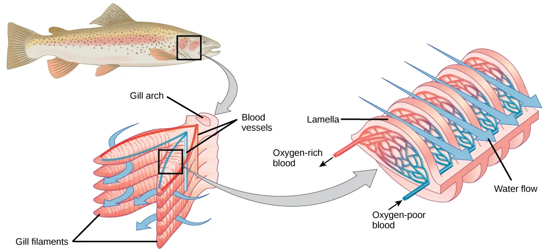 The illustration shows a fish, with a box indicating the location of the gills, behind the head. A close-up image shows the gills, each of which resembles a feathery worm. Two stacks of gills attach to a structure called a columnar gill arch, forming a tall V. Water travels in from the outside of the V, between each gill, then travels out of the top of the V. Arteries from the hearth bring deoxygenated blood into the gill from the base of the gill arch, and arteries travel back out on the opposite side carrying the oxygenated blood toward the organs. A close-up image of a single gill shows that water travels over the gill lamella, passing over arteries with oxygenated blood first, then over the arteries with deoxygenated blood coming from the hearth. A rich capillary network in the lamellae of the gills facilitates the gas exchange.