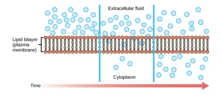 The left part of this illustration shows a substance on one side of a membrane only, in the extracellular fluid. The middle part shows that, after some time, some of the substance has diffused across the plasma membrane, from the extracellular fluid and into the cytoplasm. The right part shows that, after more time, an equal amount of the substance is on each side of the membrane.