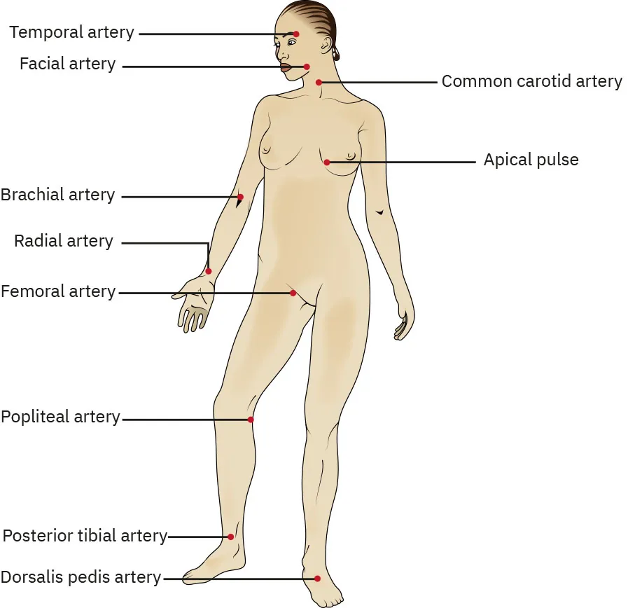 Diagram showing pulse points: Temporal artery, Facial artery, Common carotid artery, Apical pulse, Brachial artery, Radial artery, Femoral artery, Popliteal artery, Posterior tibial artery, Dorsalis pedis artery