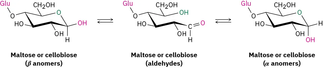 The Haworth projection of equilibrium between the beta and alpha forms of maltose or cellobiose. An open form of maltose is present between the beta and alpha forms depicting aldehyde.