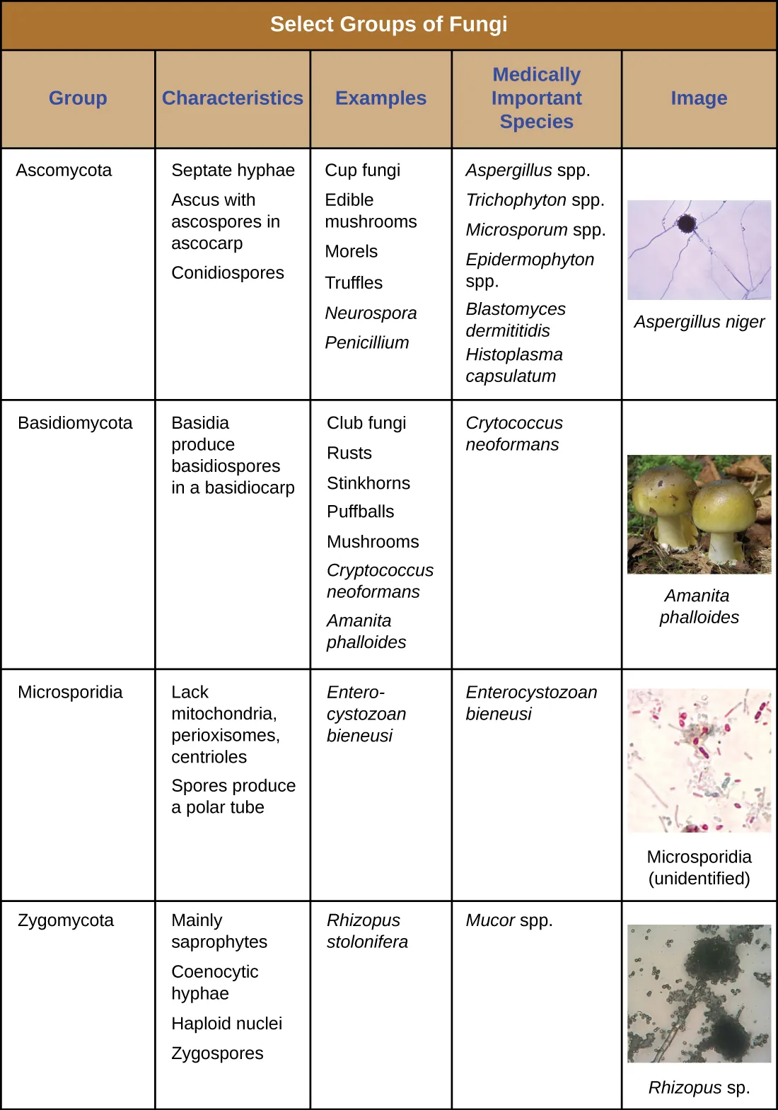 Select groups of fungi. Description below.