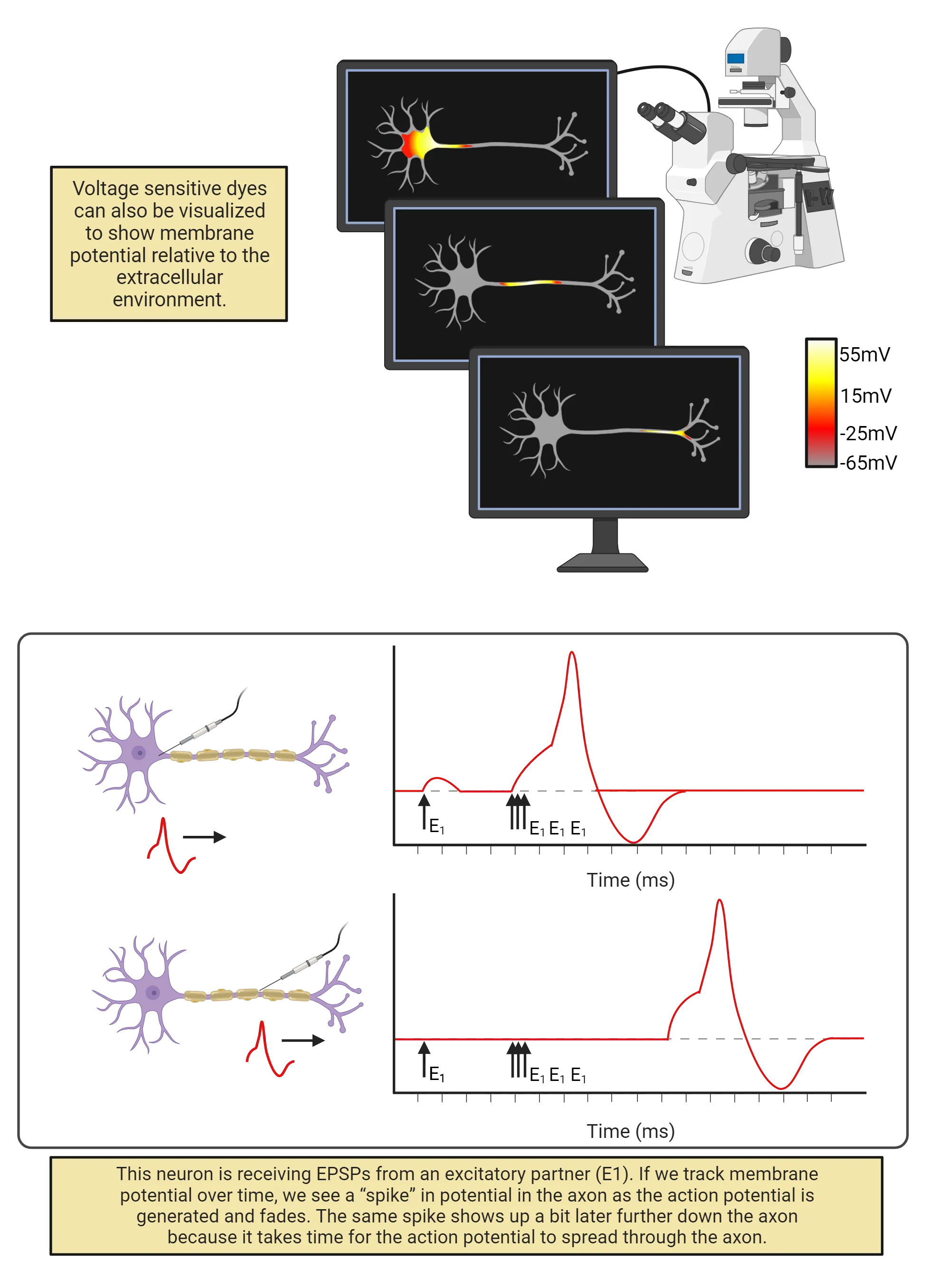 Top half: Diagram of a multi-colored cue traveling from soma to axon terminals in a neuron being imaged on a screen from a microscope. Bottom half:  Diagram of a neuron with electrode placed in cell body (top ) or further down axon (bottom). Line graphs to the left show action potential appearance at different times relative to excitatory input.