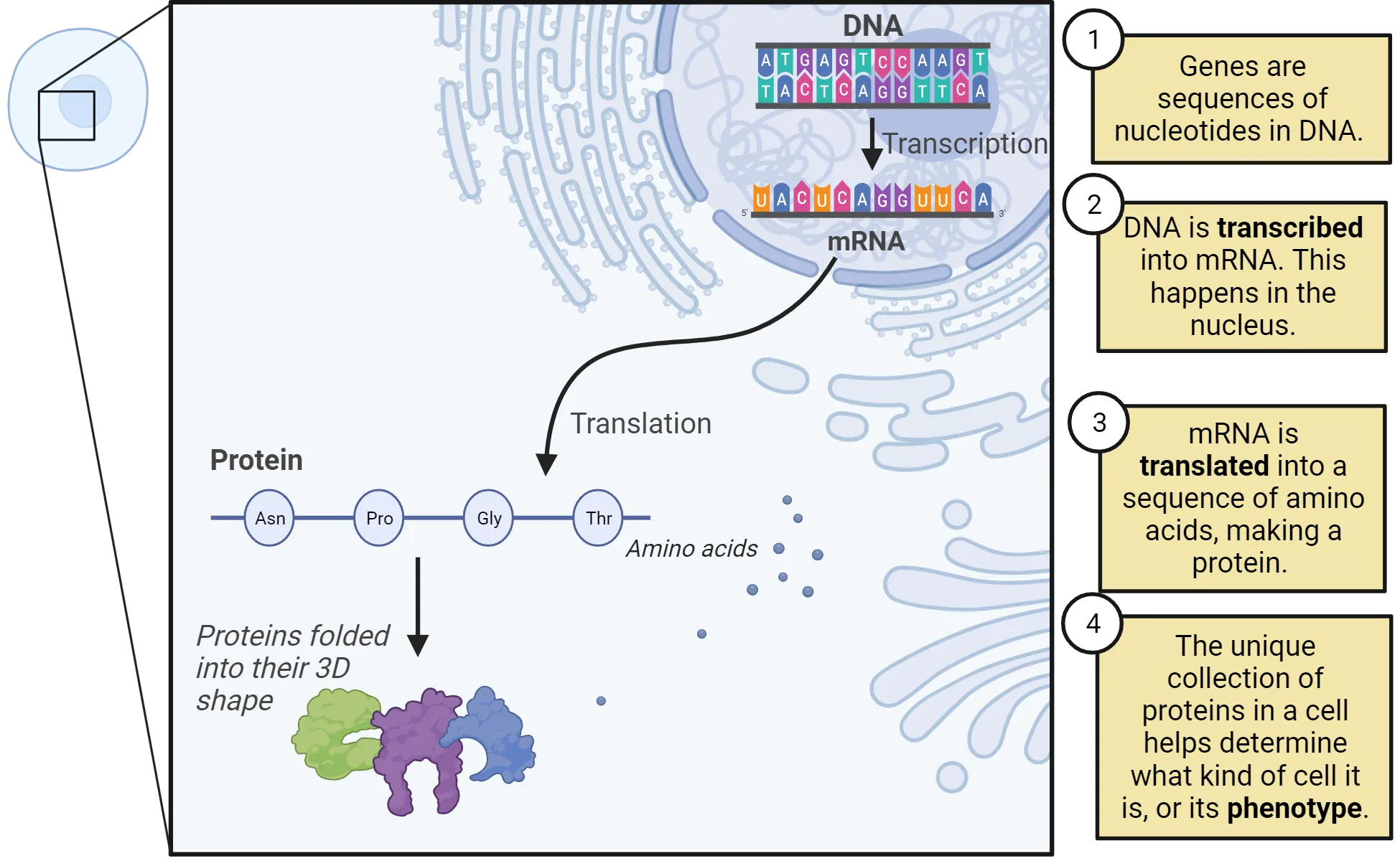 Diagram of intracellular compartment showing steps of transduction and translation described in the main text.