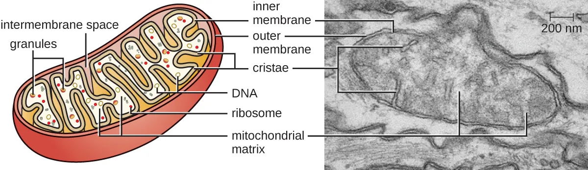 Mitochondria. Description below.