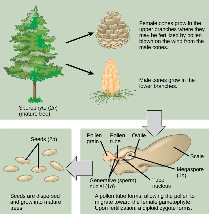 The conifer life cycle begins with a mature tree, which is called a sporophyte and is diploid (2n). The tree produces male cones in the lower branches, and female cones in the upper branches. The male cones produce pollen grains that contain two generative (sperm) nuclei and a tube nucleus. When the pollen lands on a female scale, a pollen tube grows toward the female gametophyte, which consists of an ovule containing the megaspore. Upon fertilization, a diploid zygote forms. The resulting seeds are dispersed, and grow into a mature tree, ending the cycle.