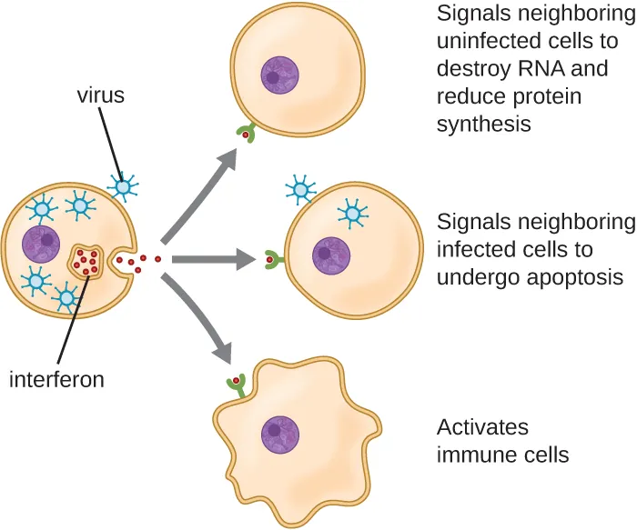 Type II interferon (interferon-&gamma;). Description below.