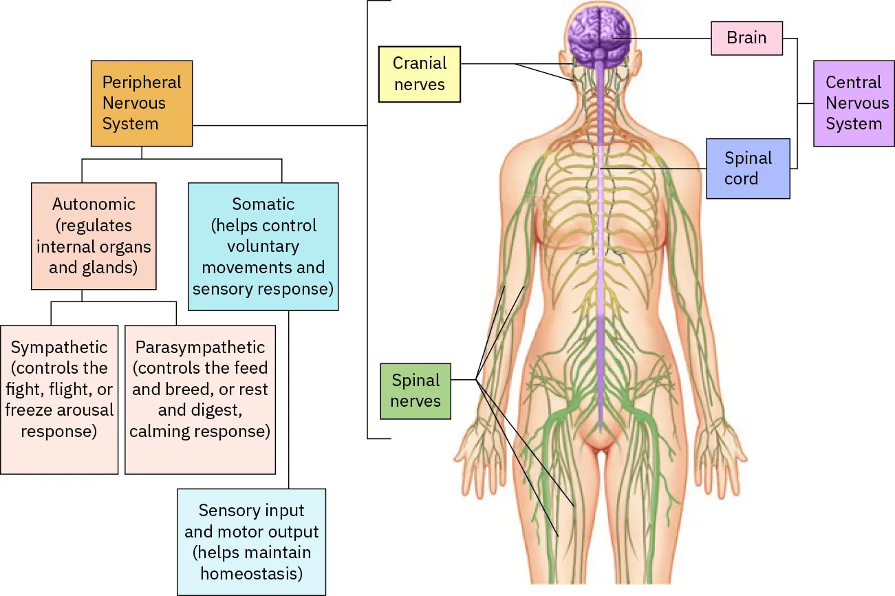Diagram showing nervous system, labeling: Peripheral Nervous System: Cranial nerves, Spinal nerves; Central Nervous System: Brain, Spinal cord.