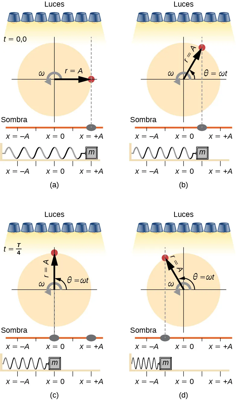 Una comparación de la ubicación angular de una clavija en un disco giratorio, la posición de su sombra y la posición de una masa que oscila sobre un resorte horizontal. En cada figura, la clavija está iluminada desde arriba por un conjunto de luces, lo que hace que se proyecte una sombra sobre una línea horizontal. El disco tiene radio r = A y gira en sentido contrario a las agujas del reloj con velocidad angular omega. La posición angular de la clavija, theta, es cero cuando la clavija está directamente a la derecha del centro del disco. El resorte está unido a una pared a la izquierda y a una masa a la derecha. La posición de la masa y la sombra es x, donde x = 0 está directamente debajo del centro del disco, x = –A está directamente debajo del borde izquierdo del disco y x = +A está directamente debajo del borde derecho del disco. En la figura a, t = 0,0. La clavija está directamente a la derecha del centro del disco. Su sombra y la masa están ambas en x = +A. En la figura b, la clavija está en el ángulo theta igual a omega t, en el primer cuadrante. Su sombra y la masa están directamente debajo de la clavija en lo que parece ser x = +A/2. No se especifica el tiempo. En la figura c, t = T/4. La clavija está directamente sobre el centro del disco. Su posición angular theta es igual a omega t. Su sombra y la masa están ambas en x = 0. En la figura d, la clavija está en el ángulo theta igual a omega t, ahora en el segundo cuadrante. Su sombra y la masa están directamente debajo de la clavija en lo que parece ser x = –A/2. No se especifica el tiempo.
