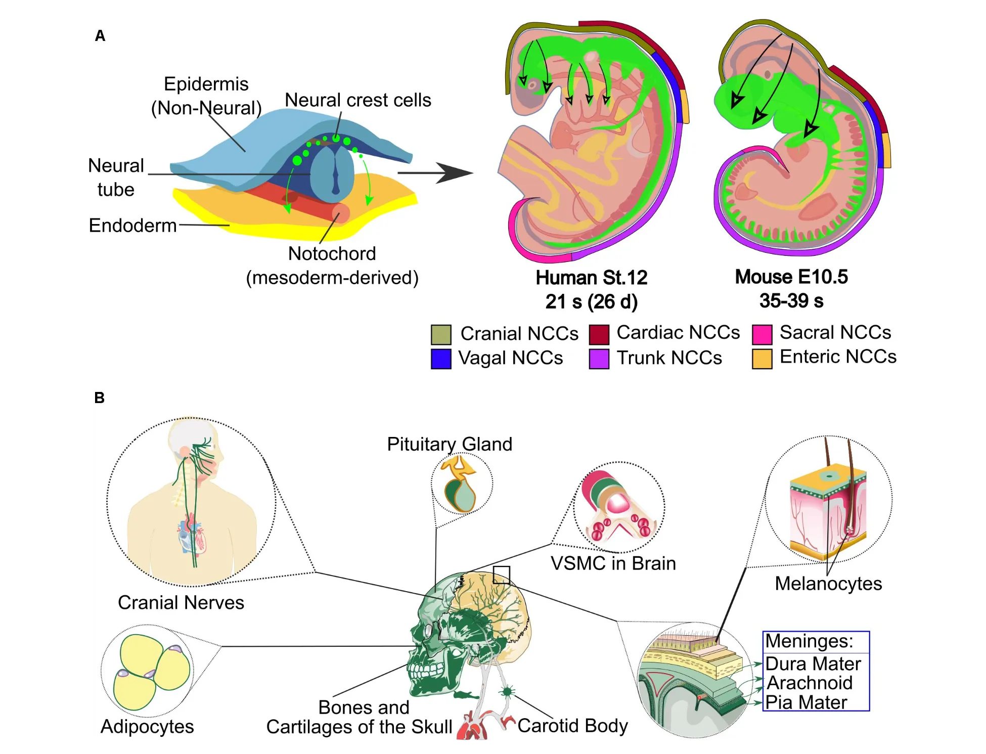 Text modified from original article. The top-left part of the scheme shows the origin of the neural crest cells dorsal to the neural tube but beneath the epidermis. On the top-right side, the level of axial origin of different regions of the neural crest is represented in developing mouse or equivalent human embryos; the migration of neural crest is represented in inside the embryos as moving from the dorsal side of the embryo into the ventral tissues. Bottom shows diagram of a human skull with callouts of the cranial derivatives: cranial nerves, adipocytes, bones and cartilages of the skull, carotid body, pituitary gland, VMSC in brain, melanocytes, meninges.