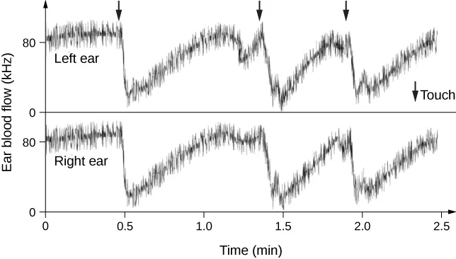 This is a double line graph. On the left it is labeled Ear blood flow (kHz) the notches are from 0 to 80. The horizontal line is labeled with notches at 0, 0.5, 1.0, 1.5, 2.0, 2.5. the top selection of the graph is from the left ear and it shows the ear starting at 80, then once it gets too 0.5 it drops significant and then climbs slowly before dropping again at 1.5 to climb once again and drop around 2.0 before finally climbing off the chart at 2.5. The bottom selection of the graph is from the left ear and it shows the ear starting at 80, then once it gets too 0.5 it drops significant and then climbs slowly before dropping again at 1.5 to climb once again and drop around 2.0 before finally climbing off the chart at 2.5.