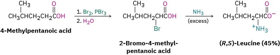 4-Methylpentanoic acid reacts with bromine, phosphorus tribromide, and water to form 2-bromo-4-methyl-pentanoic acid. This further reacts with excess ammonia to form (R, S)-leucine in 45 percent yield.