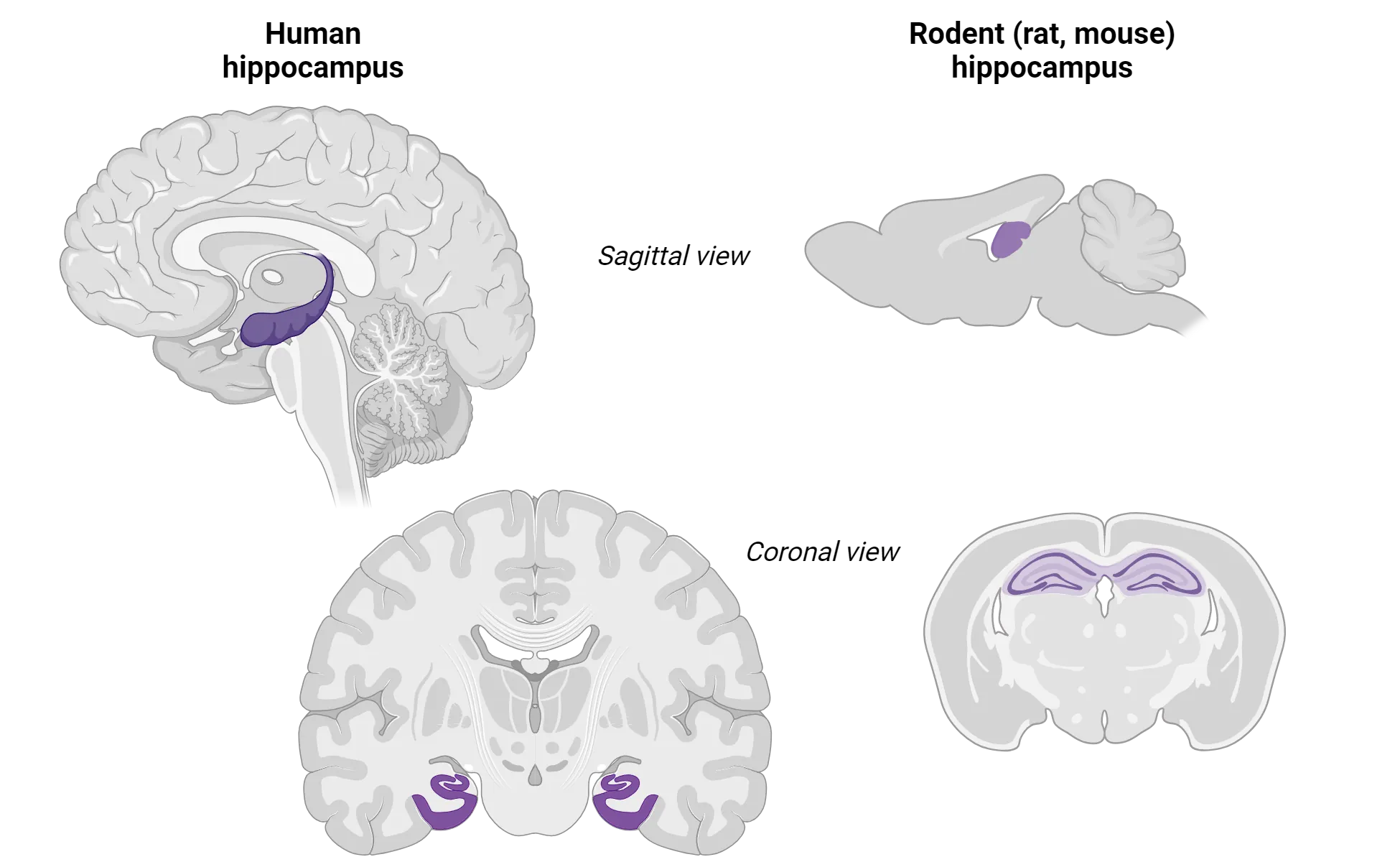 Diagrams of human and rodent brain slices, sagittal and coronal views with hippocampus highlighted. In humans, it is in the temporal lobes on the ventral side. In rodents, it is closer to the dorsal side of the brain.