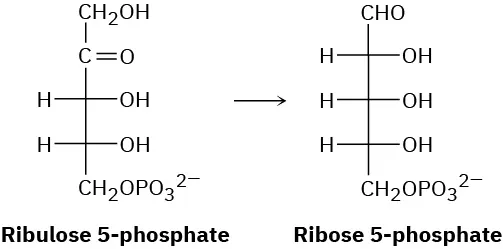 Ribulose-5-phosphate reacts to form ribose-5-phosphate. Both structures are presented in Fischer projection.