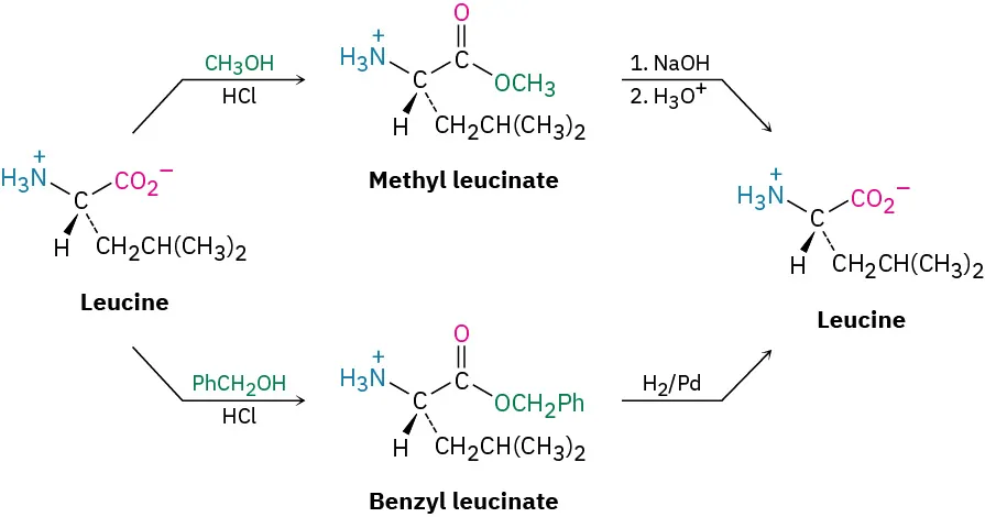 Carboxyl-protection of L-leucine with either methanol or benzyl alcohol,  catalyzed by hydrochloric acid, to form the corresponding  L- leucinate esters. Deprotection with sodium hydroxide or hydrogenation regenerates the free acid.