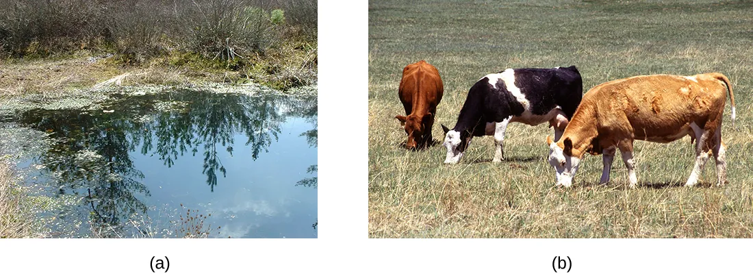 Bog and cows. Description in caption.