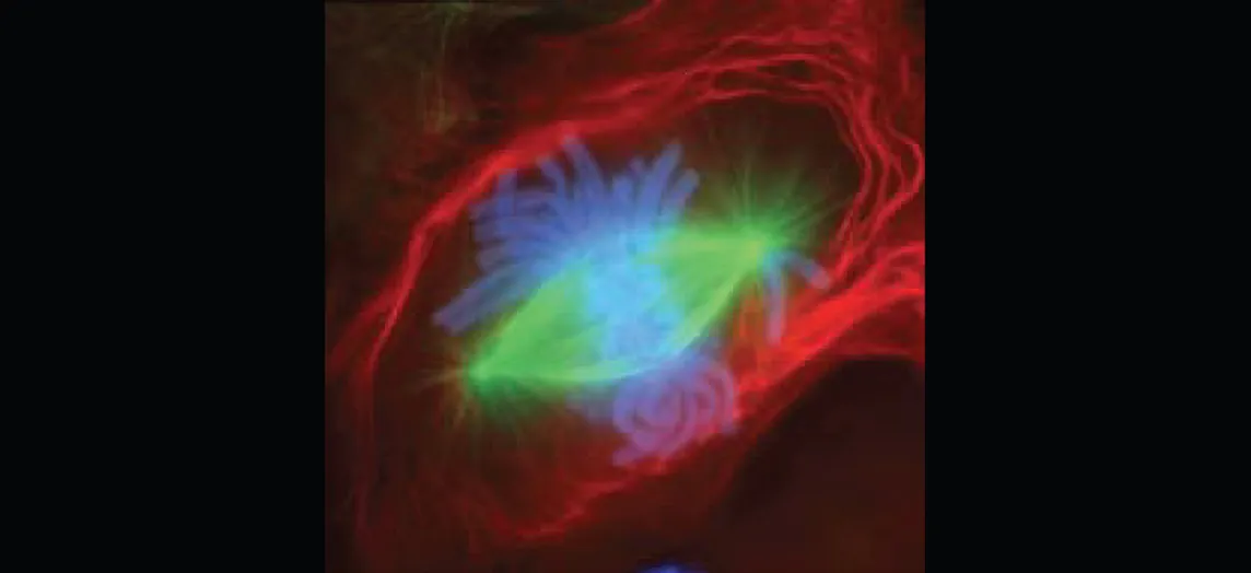 In this image, a fluorescently stained cell is shown undergoing mitosis. The cell membrane is stained red and the green stains show the mitotic spindles inside the cell. The chromosomes are shown in blue.
