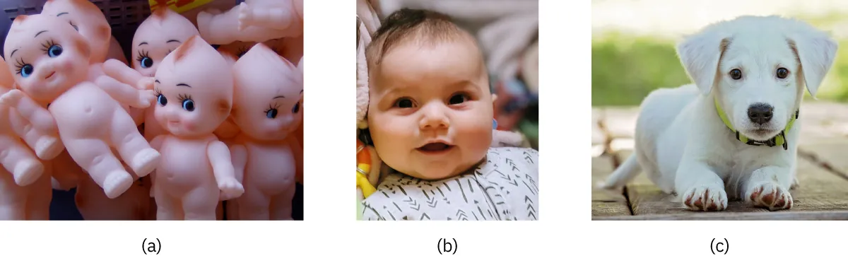 Photo of (a) Kewpie dolls with rounded bodies, short limbs, and large eyes, (b) a baby with large eyes, (c) a puppy.