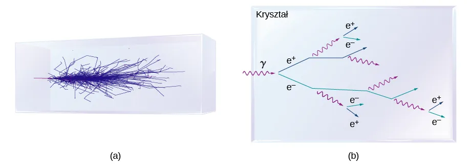 Rysunek a przedstawia gąszcz niebieskich linii zamkniętych wewnątrz prostopadłościanu. Na rysunku b widzimy wnętrze kryształu. Pojedynczy foton gamma wpada do kryształu i rozdziela się na dwie linie oznaczone e plus i e minus. Promień cząstki e plus rozdziela się potem na kwant gamma i cząstkę e plus. Cząstka e minus rozpada się z kolei na kwant gamma i kolejną cząstkę e minus. Taka sekwencja powtarza się w kolejnej sekwencji.