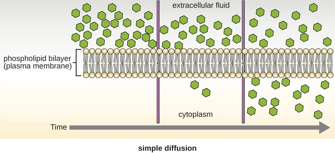 Simple diffusion. Description below.