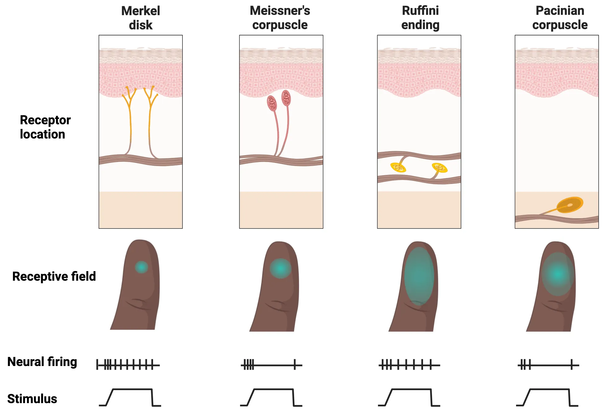 Top: Diagram with 3 parts. Top: 4 side-by-side panels, each showing a drawing of a cross-section of skin with a different major mechanoreceptor shown in its anatomical position. Middle: aligned with each panel above, drawing of a finger showing receptor field of that receptor as a teal haze. Bottom: line drawings to represent stimulus onset/offset with resulting neural firing, aligned with above panels. Bottom: Table of skin location and adaptation rate of the 4 major mechanoreceptors.