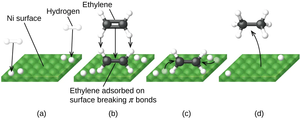 In this figure, four diagrams labeled a through d are shown. In each, a green square surface is shown in perspective to provide a three-dimensional appearance. In a, the label “N i surface” is placed above with a line segment extending to the green square. At the lower left and upper right, pairs of white spheres bonded tougher together appear as well as white spheres on the green surface. Black arrows are drawn from each of the white spheres above the surface to the white sphere on the green surface. In b, the white spheres are still present on the green surface. Near the center of this surface is a molecule with two central black spheres with a double bond indicated by two horizontal black rods between them. Above and below to the left and right, a total of four white spheres are connected to the black spheres with white rods. A line segment extends from this structure to the label, “Ethylene adsorbed on surface breaking pi bonds.” Just above this is a nearly identical structure greyed out with three downward pointing arrows to the black and white structure to indicate downward motion. The label “Ethylene” at the top of the diagram is connected to the greyed out structure with a line segment. In c, the diagram is very similar to b except that the greyed out structure and labels are gone and one of the white spheres near the black and white structure in each pair on the green surface is greyed out. Arrows point from the greyed out white spheres to the double bond between the two black spheres. In d, only a single white sphere remains from each pair in the green surface. A curved arrow points from the middle of the green surface to a model above with two central black spheres with a single black rod indicating a single bond between them. Each of the black rods has three small white spheres bonded as indicated by white rods between the black spheres and the small white spheres. The four bonds around each black sphere are evenly distributed about the black spheres.