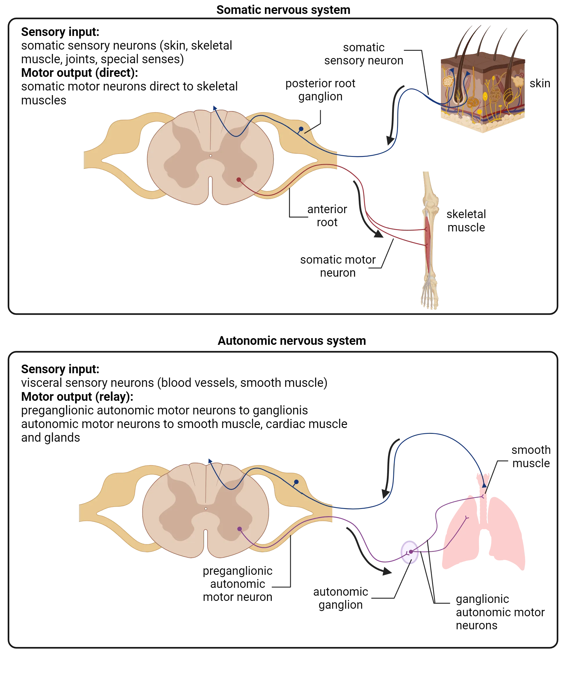 Top diagram shows basics of the somatic nervous system. A section of spinal cord is shown with input coming from sensory neurons and going up the spinal cord and output going to skeletal muscle. Major components are described in main text. Bottom diagram shows basics of autonomic nervous system. A section of spinal cord is shown with input coming from smooth muscle and going up the spinal cord and output going to autonomic ganglia which then send output via ganglionic autonomic neurons to smooth muscle. Major components are described in main text.