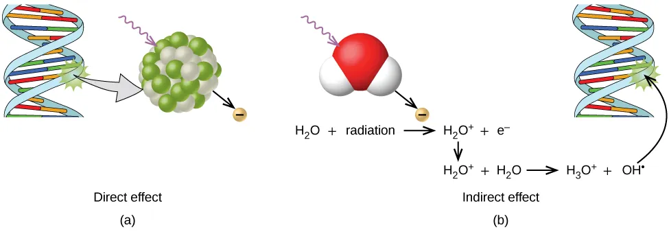 Two pairs of images are shown and labeled “a” and “b.” In the first pair, a helical structure on the left with a starburst on it middle right side is connected by a right-facing arrow to a sphere composed of smaller green and white spheres. A squiggly arrow points toward the sphere from the upper left and a downward-facing arrow leads away from the sphere to a small circle with a negative sign. In the second pair of images, a squiggly arrow lead to a water molecule while a downward-facing arrow leads away from it to a small circle with a negative charge written on it. A helical shape with a starburst on it middle right side is drawn to the far right and an upward-facing arrow leads to it from the following equation “H, subscript 2, O, plus sign, radiation, yield arrow, H, subscript 2, O, superscript plus sign, plus sign, e, superscript negative sign, down-facing arrow, H, subscript 2, O, superscript plus sign, plus sign, H, subscript 2, O, right-facing arrow, H, subscript 3, O, superscript plus sign, plus sign, O H, superscript negative sign. Below this equation is the phrase “Indirect effect.”