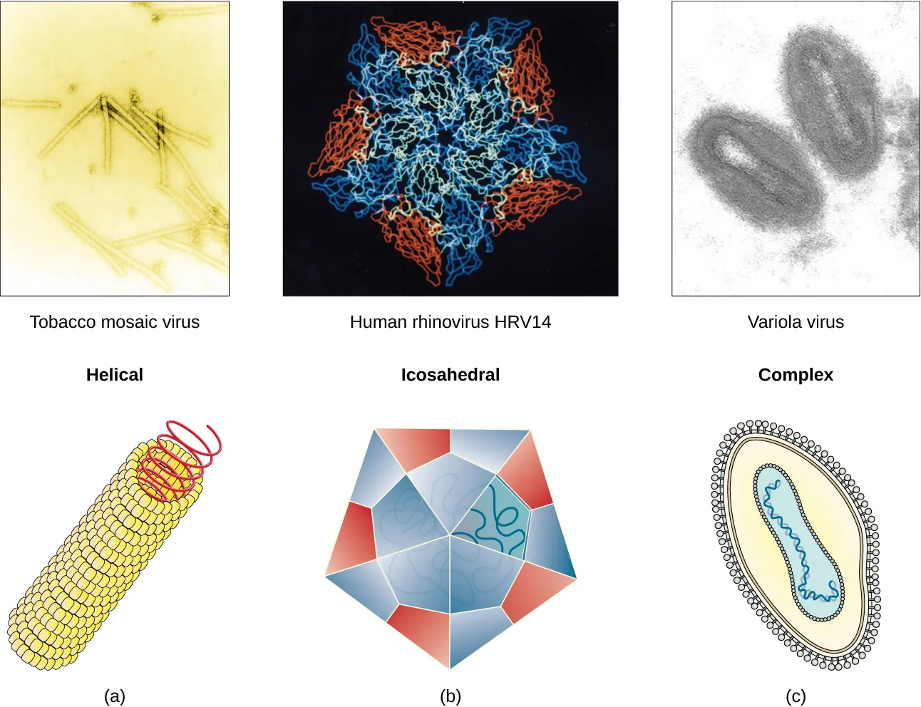 Figure a is a helical virus which has a long linear structure. The outer proteins are small spheres arranged into a long, hollow tube. Inside the tube is the genetic material. Tobacco mosaic virus is an example of a helical virus. Figure b is an icosahedral virus which has a polyhedron structure. The example shown is human rhinovirus which has a pentagon structure. Complex viruses have a more complex structure in figure C. The example is variola which has an ovoid structure.