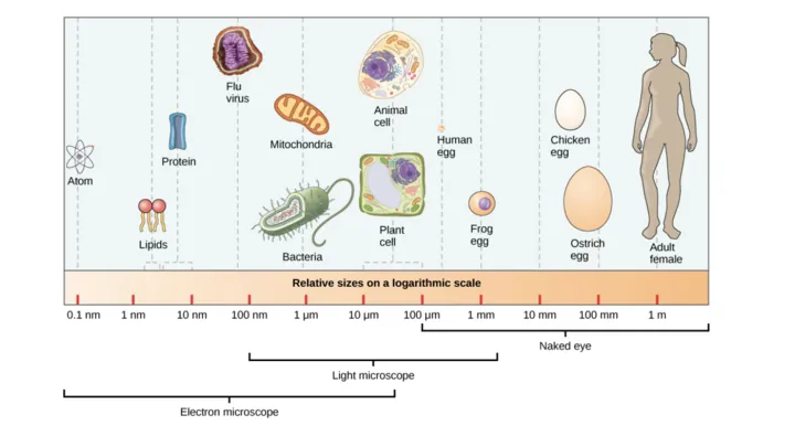 Relative sizes on a logarithmic scale, from 0.1 n m to 1 m, are shown. Objects are shown from smallest to largest. The smallest object shown, an atom, is about 1 n m in size. The next largest objects shown are lipids and proteins; these molecules are between 1 and 10 n m. Bacteria are about 100 n m, and mitochondria are about 1 greek mu m. Plant and animal cells are both between 10 and 100 greek mu m. A human egg is between 100 greek mu m and 1 m m. A frog egg is about 1 m m, A chicken egg and an ostrich egg are both between 10 and 100 m m, but a chicken egg is larger. For comparison, a human is approximately 1 m tall.