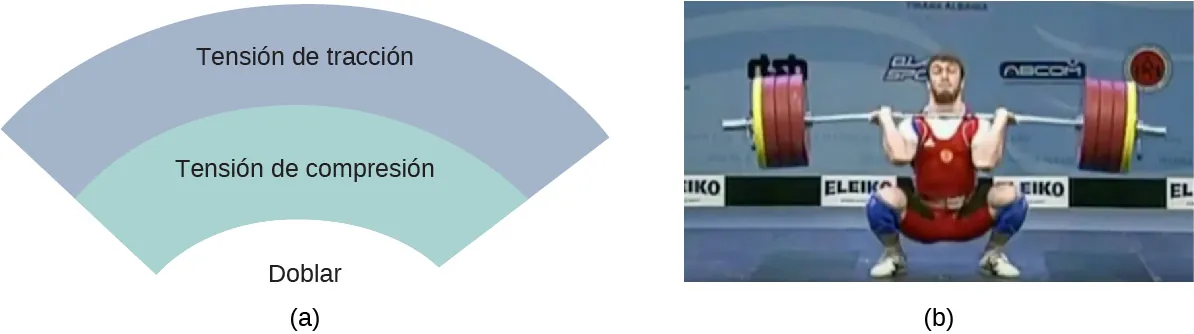 La Figura A es el esquema de las fuerzas experimentadas por el objeto durante la flexión hacia abajo. Experimenta una tensión de tracción (estiramiento) en la sección superior y una tensión de compresión (compresión) en la sección inferior. La Figura B muestra una fotografía de un levantador de pesas durante el levantamiento. La barra de hierro que sostiene está doblada.