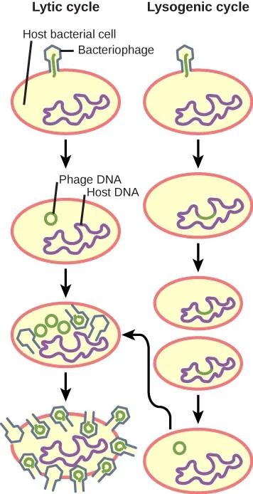 This illustration compares the lytic and lysogenic cycles. In the lytic cycle, a bacteriophage infects a host bacterial cell. The phage DNA and the host DNA remain separate. The phage DNA replicates and new phage particles are assembled until the cell lyses, releasing new phage. In the lysogenic cycle, a bacteriophage infects a host cell. The phage DNA becomes incorporated into the host genome, and the cell divides. Sometimes, the phage DNA is excised from the host DNA and may enter the lytic cycle.
 Which cycle would maintain the DNA of the virus over several generations, and why?