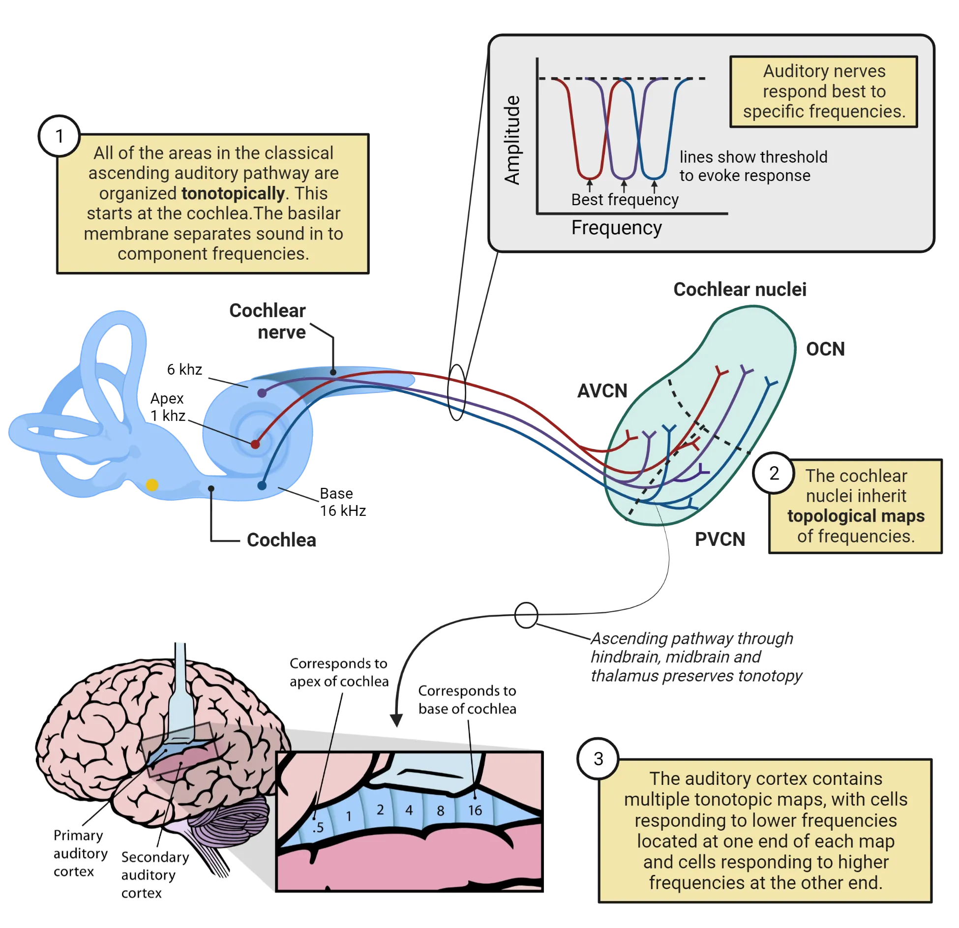 Top: Diagram of neural pathways from cochlea to cochlear nuclei with pop-out showing a graph with tuning curves for individual neurons. Bottom: Picture of human brain showing where primary and secondary auditory cortex is located, in the temporal lobes, along the lateral fissure. Inset shows the tonotopic organization of the primary auditory cortex as bands of tissue that respond to specific frequencies of sound.