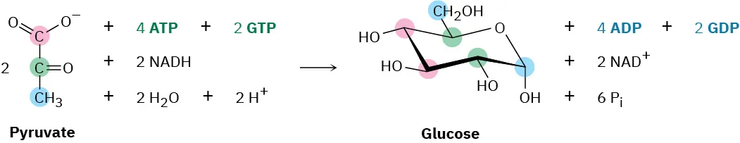 Pyruvate reacts with adenosine triphosphate, nicotinamide adenine dinucleotide phosphate hydride, hydronium ion, and guanosine triphosphate to form glucose, adenosine diphosphate, nicotinamide adenine dinucleotide cation, guanosine diphosphate, and phosphate ion.