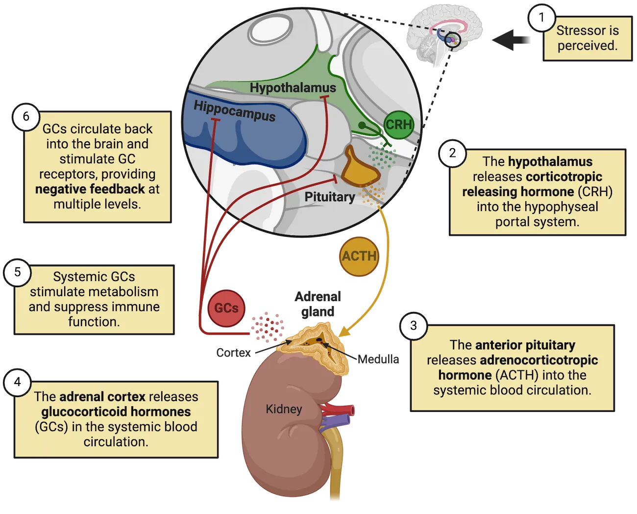Diagram of the human body with organs highlighted with functions regulated by the autonomic nervous system. Sympathetic functions are all shown increasing while parasympathetic functions decrease. Parasympathetic functions: constricts pupils and stimulates tear production and salivation, constricts airways, slows heartrate, stimulates digestion, stimulates voiding of bladder, stimulates erection of genitals. Sympathetic functions: dilates pupils and inhibits salivation, relaxes airways, increases heartrate, stimulates glucose production and release, stimulates the release of adrenaline, inhibits digestion, inhibits voiding of bladder, stimulates orgasm.