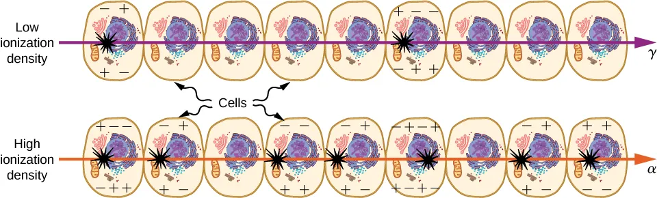 Two rows of nine cells each are shown. A gamma ray of low ionization density passes through the upper row. Two cells are damaged. An alpha ray of high ionization density passes through the lower row. Five cells are damaged.