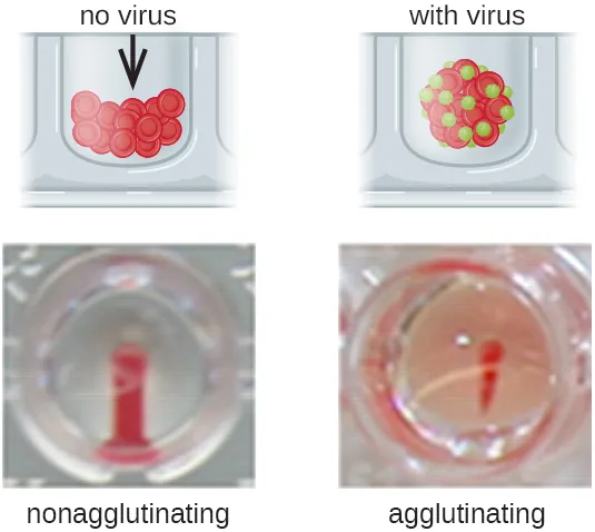 Nonagglutination shows a red stripe. Description below.