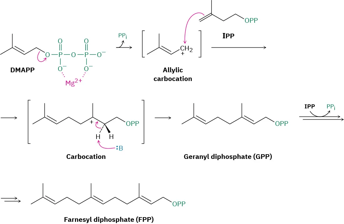 Dimethylallyl diphosphate forms an allylic carbocation that reacts with isopentenyl pyrophosphate to form geranyl diphosphate. This further reacts to form farnesyl diphosphate.