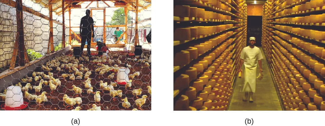 Chickens in a coop, and a worker in a warehouse.