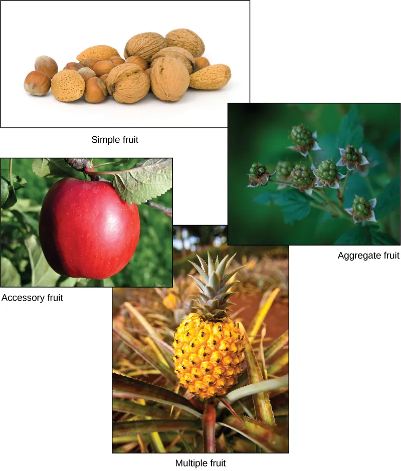Photos depict a variety of nuts in their shells, an apple, raspberries and a pineapple.