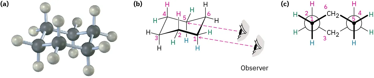 The ball and stick model, chair conformation, and Newman projection of cyclohexane. The carbon atoms are numbered in chair conformation and Newman projection.