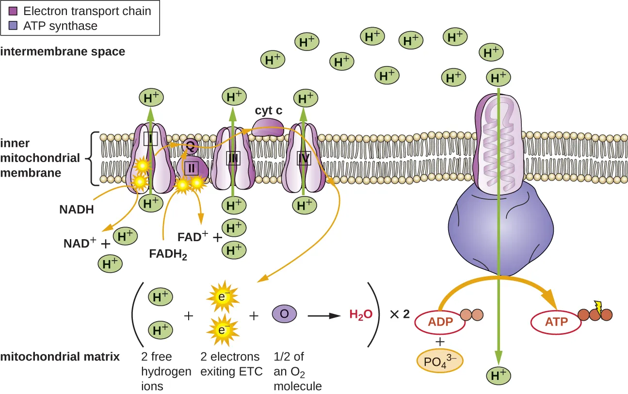 The inner membrane of the mitochondria. Description below.