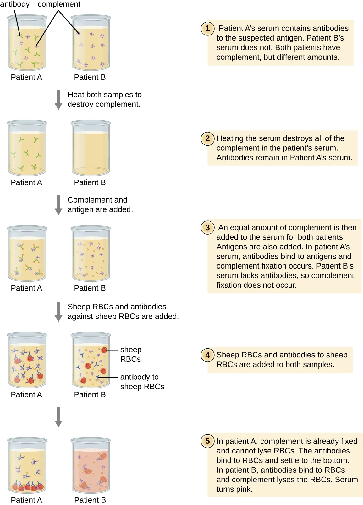 Diagram of the complement fixation test. Description below.