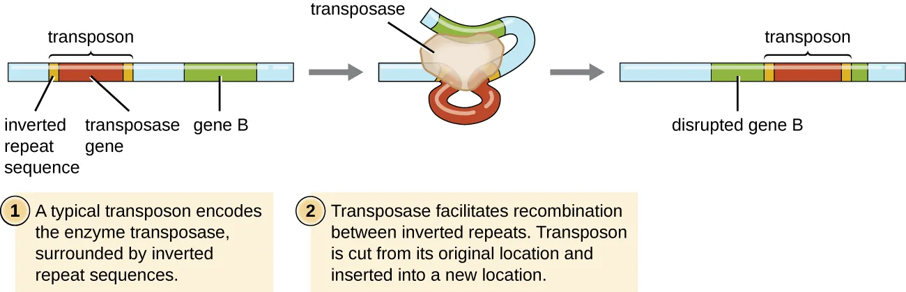 Diagram of a transposon. Description below.