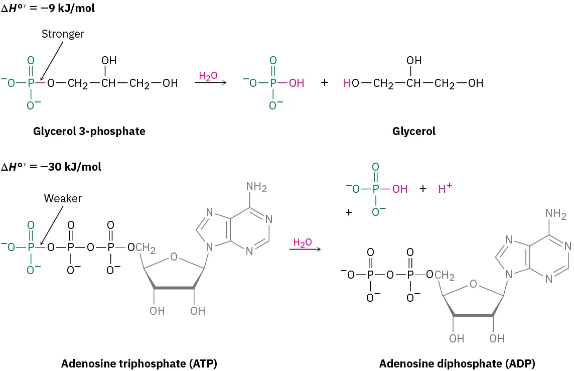 First reaction (delta H naught prime, minus 9): Glycerol 3-phosphate is hydrolyzed to glycerol. Second reaction (delta H naught prime, minus 30): Adenosine triphosphate is hydrolyzed to adenosine diphosphate.